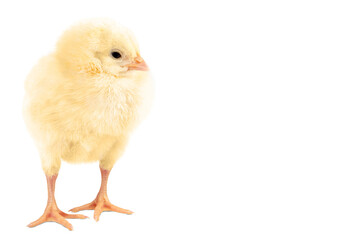 Little chicken isolated on transparent background, copy space.