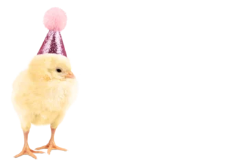 Zelfklevend Fotobehang Cute chicken in birthday hat isolated on transparent background, copy space. © Olexandra