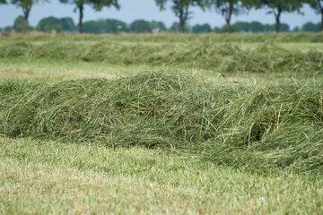 A swath of dried grass for silage on the field