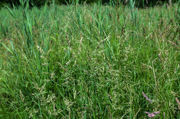 Tall fescue with spikelets in an open pasture.