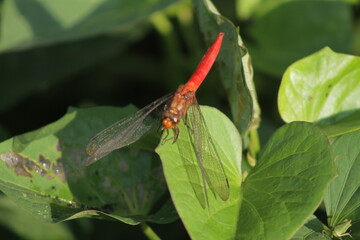 Dragonflies or sibar-sibar are a group of insects belonging to the Odonata nation. Both types of insects are rarely far from the water, where they lay their eggs and spend their pre-adult life
