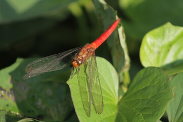 Dragonflies or sibar-sibar are a group of insects belonging to the Odonata nation. Both types of insects are rarely far from the water, where they lay their eggs and spend their pre-adult life
