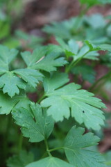 Parsley