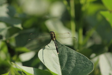 Dragonflies or sibar-sibar are a group of insects belonging to the Odonata nation. Both types of insects are rarely far from the water, where they lay their eggs and spend their pre-adult life

