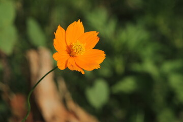 Sulfur kenikir is a flowering plant native to Mexico and belongs to the Kenikir-Kenikir family. This plant is also a natural habitat for the insect Anagrus nilaparvatae.
