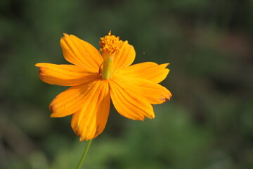 Sulfur kenikir is a flowering plant native to Mexico and belongs to the Kenikir-Kenikir family. This plant is also a natural habitat for the insect Anagrus nilaparvatae.
