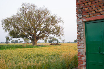 Peepal tree(Sacred fig) stands in a wheat field in rural India near the city of Agra. 
