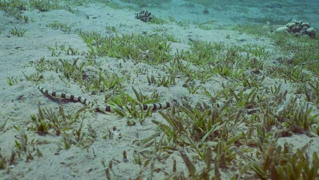 Harlequin Snake Eel (Myrichthys colubrinus) crawls along sandy bottom covered with green sea grass in daytime, Slow motion