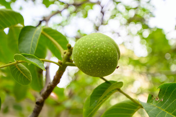 green walnut