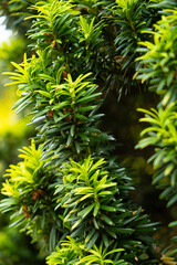 Branches of yew berry close-up. Family Yew, order Pine.
