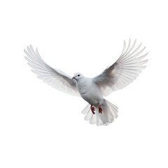 White Dove on transparent background for edit design and international day of peace 