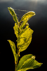leaf on black background