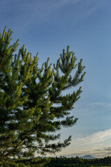 pine tree and sky