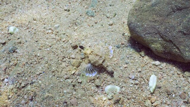Common Seamoth, Little Dragonfish or Short Dragonfish (Eurypegasus draconis) walking on sand bottom on sunny day in sunbeams, top view, slow motion
