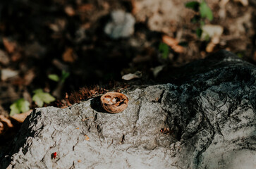 wedding rings on stone