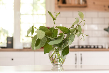 Bouquet of fresh green plants in a glass transparent vase on a white table. Stylish bright scandinavian style kitchen in the background.