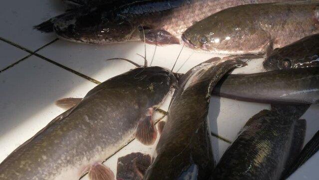 Live catfish and Northern Snakehead fish on counter for sale at Asian Thailand street seafood market in the sun