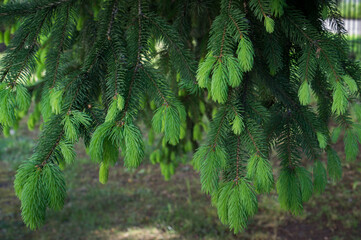 Young shoots with light green needles on a spruce branch.