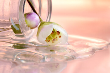 A flower in a drop of liquid on a pink background