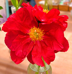 Peony America with luminous red petals and golden stamen