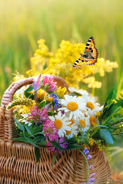 Summer background. Butterfly, flowers and herbs in wicker basket close up outdoor, sunny natural background. Useful medicinal plants harvest for treatment products. beautiful image of wild nature.