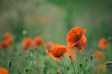 MEADOW IN THE SUMMER - Blooming red poppies in the wind