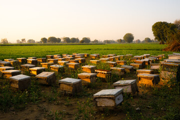 Farmlands Uttar Pradesh