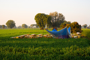 Farmlands Uttar Pradesh