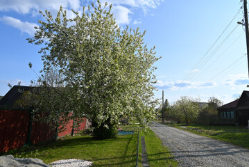beautiful blooming apple tree near the road in the village