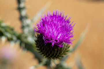 Macro shot of a thistle with flower