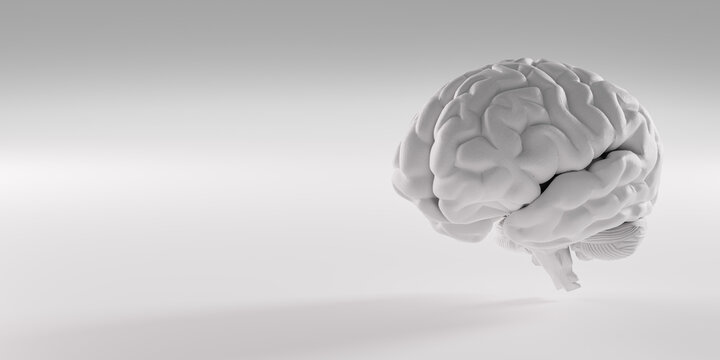 Human brain, brain model on gray background. human intelligence with human brain. brain consists of cerebrum, brainstem and cerebellum. 3d rendering