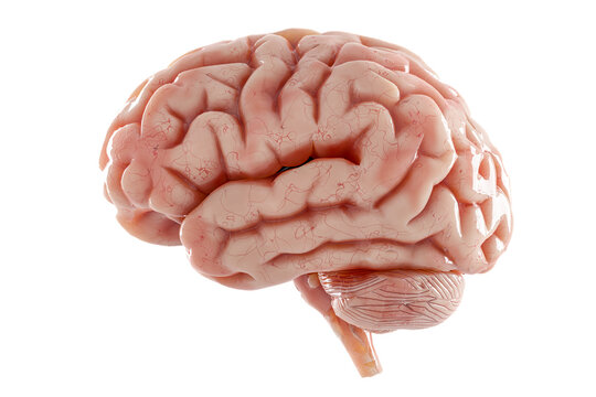 Human brain Anatomical Model, medical concept. brain consists of cerebrum, brainstem and cerebellum. 3d illustration