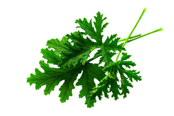 Fototapeta premium Leaves of the Citronella Geranium plant (Scent Geranium, Pelargonium) isolated on a transparent background.