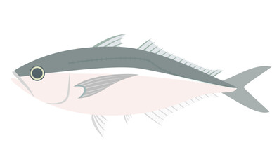 Fototapeta premium 鯵（アジ）のイラスト
