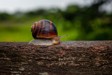 A snail crawls on a tree against a background of greenery
