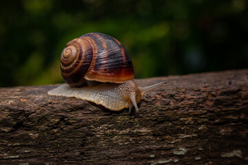 A snail crawls on a tree against a background of greenery