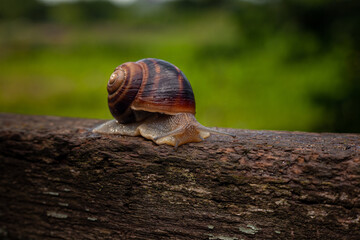 A snail crawls on a tree against a background of greenery