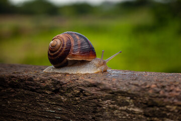 A snail crawls on a tree against a background of greenery