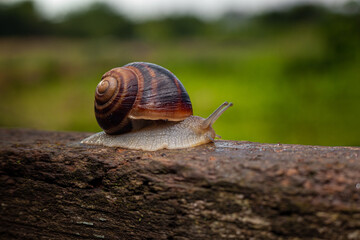 A snail crawls on a tree against a background of greenery