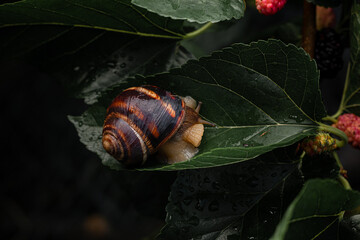 Snail on a green leaf of a mulberry tree