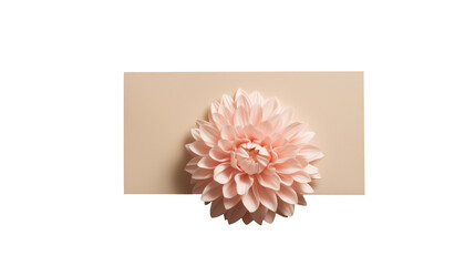 Realistic Beautiful Dahlia Flower at Paper Card Mockup in Pastel Peach Color.