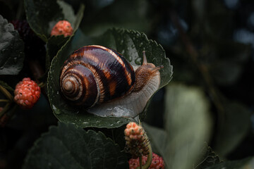 Snail on a green leaf of a mulberry tree