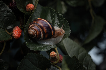 Snail on a green leaf of a mulberry tree