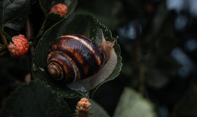 Snail on a green leaf of a mulberry tree