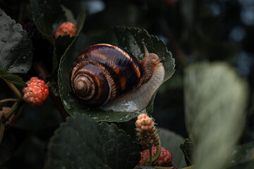 Snail on a green leaf of a mulberry tree