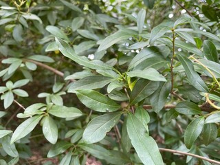 leaves in the garden