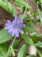 flower in the forest