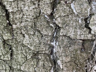 bark of a tree