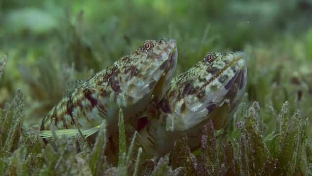 Close up portrait of pair of Slender Lizardfish or Gracile lizardfish (Saurida gracilis) lie on green seagrass meadow in evening with sunset in sun rays