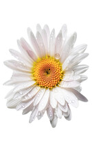 Stunning Image Water Droplets of Blossom Daisy Flower on Transparent Background. Generative AI.